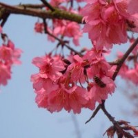 銷售-福建山櫻花