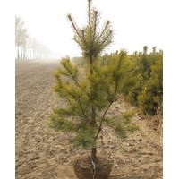 出售樟子松定植帶土球樹(shù)苗