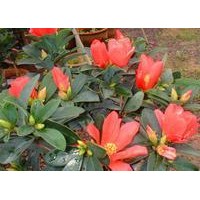 四季杜鵑茶花小苗