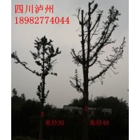 大量供應桂花苗，皂角苗及種子，皂角苗及種子