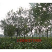 白蠟、白蠟悶子.柳樹、榆樹.國槐