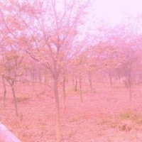 優(yōu)質(zhì)櫸樹(shù)低價(jià)銷(xiāo)售：紅櫸,苗木,櫸樹(shù)