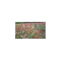 供應(yīng)紅葉小波、小葉女貞、紅王子錦帶、紅葉石楠