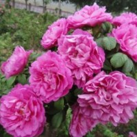 大量出售四季玫瑰