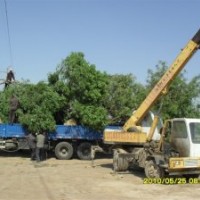 供應(yīng)白蠟、國槐、柳樹、楊樹、香花槐、臭椿、竹柳、檉柳