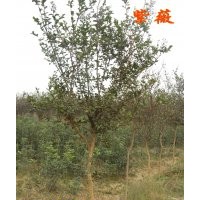 急售??！地經(jīng)4到6公分紫薇