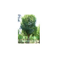 大香樟，廣玉蘭，桂花，紅葉李