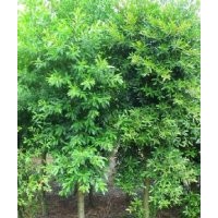 柳樹 法桐 火炬 金葉榆