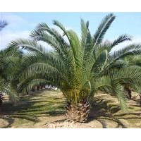 出售各種各樣的花苗:火焰木,桃花心木,高桿蒲葵