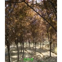 安徽肥西三崗大量供應(yīng)紅葉李（紫葉李）各種規(guī)格