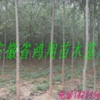 供應(yīng)美國(guó)竹柳