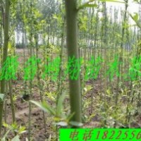 大量供應(yīng)美國竹柳