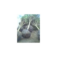 供應(yīng)八月桂