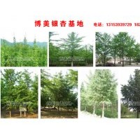 博美銀杏專供50-120高度小苗，5-30公分優(yōu)質(zhì)大樹 包成活