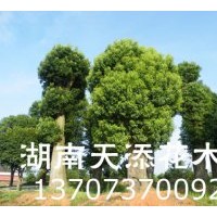 供銷湖南香樟（移栽、多桿香樟）介紹香樟作用園林綠化