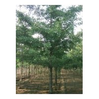 20公分嫁接樹一般1500元左右