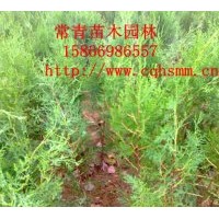 供應(yīng)側(cè)柏苗圖片，側(cè)柏苗價(jià)格