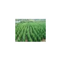 供應國槐 冬青 側(cè)柏 油松 白皮松