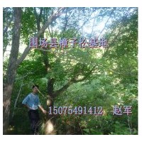 出售五角楓，叢生五角楓 五角楓, 蒙古櫟,山丁子，山桃，花楸，柞
