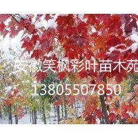 安徽供應(yīng)美國改良紅楓，秋紅楓等彩葉苗