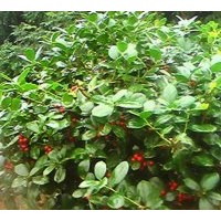 供應(yīng)無刺枸骨球，紅花繼木球，茶花球，月季，桂花球