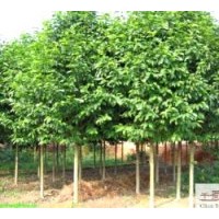 成都低價(jià)樂(lè)昌含笑12-13公分 成都工程苗木樂(lè)昌含笑 成都樂(lè)昌含笑