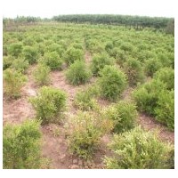 定州朝鮮黃楊  金銀木、太平花、棣棠、迎春、珍珠梅、黃刺梅、紅