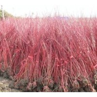 供應(yīng)側(cè)柏，珍珠梅，金葉女貞，小葉女貞，紅瑞木。