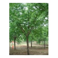 銀杏樹基地直供各種規(guī)格銀杏樹