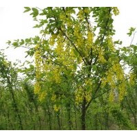 供應(yīng)小區(qū)綠化樹，彩葉樹：金葉復(fù)葉槭