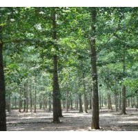 供應(yīng)12-20銀杏實(shí)生苗