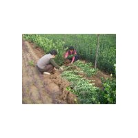 綠化苗木 果樹苗木 國(guó)槐 白皮松 側(cè)柏 【山貨；圃貨】