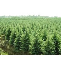 供應雪松 垂柳 蜀檜 廣玉蘭 白玉蘭 紫玉蘭 大葉女貞等