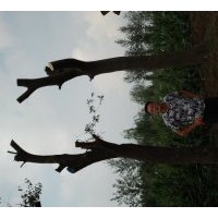 供應(yīng)皂角，黃連木，國槐，烏桕，楓楊等大樹