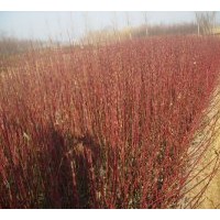 基地直銷特供扶芳藤.衛(wèi)矛.金葉女貞 紫荊,火棘.木槿、法青.櫻花