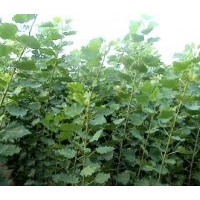 供應紫穗槐 速生楊