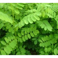 供：紫穗槐種子、欒樹、國槐、千頭椿、垂柳、泡桐等綠化苗