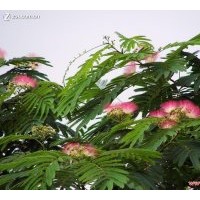 供1-38千頭椿,臭椿,白臘,合歡,柳樹,毛白楊.法桐