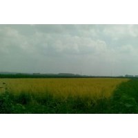 供應(yīng)紅瑞木，地接金葉榆，榆葉梅，連翹，偃伏萊木，丁香...