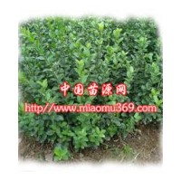 供應綠化苗木水蠟，提供水蠟苗木價格