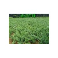 銷售沙地柏，沙地柏最新價(jià)格，沙地柏廠家，沙地柏基地