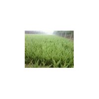 供應(yīng)海棠，紅瑞木，紅葉小檗，金葉女貞，瓜子黃楊