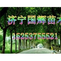 供應(yīng)：法桐 白蠟 國槐 等苗木 大小規(guī)格