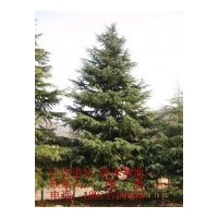 主要品種有：雪松，廣玉蘭，大葉女貞，千頭春