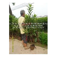 1.5米、1.8米、2米等法國冬青大量優(yōu)惠供應(yīng)中