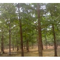 長期供應(yīng)2--80公分銀杏樹