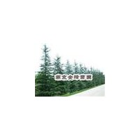 【南京雪松苗圃】雪松基地雪松價(jià)格 女貞 廣玉蘭 樸樹(shù)等