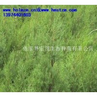 供應柏木苗木，瓔珞柏，垂柏，川柏