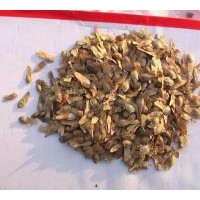 供應(yīng)紅楓種子