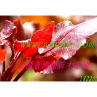 出售全紅楊和美國(guó)竹柳